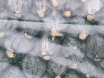 Varza rosie de depozitare