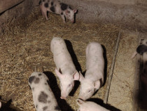 ???? Godănași frumoși