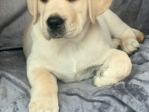 LABRADOR RETRIEVER CU PEDIGREE FCI