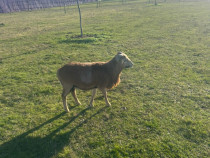 Berbecuti de camerun