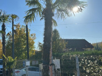 PALMIERI TRACHICARPUS FORTUNEI