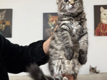 Maine coon pui vaccinați