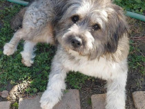 Caine pentru adoptie