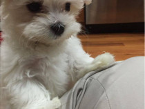 Bichon maltez mini tot