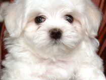 Bichon maltez mini toy