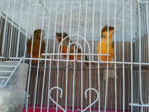 V&acirc;nd canari timbrado Espanyol