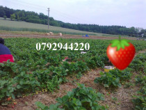 Palinca de Capsuni 51 grade tarie