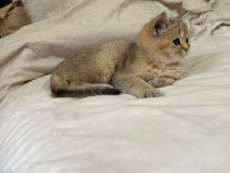 British shorthair puiuți