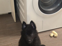 Ciobanesc belgian groenendael