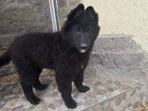 Ciobanesc belgian groenendael