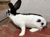 Iepuri fluture german