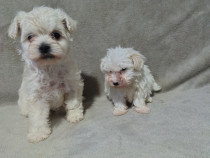 Bichon Maltez la alegere