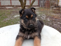 C&acirc;ine lup Ciobanesc german pui