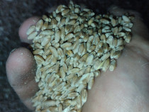 Grau de vanzare 2025