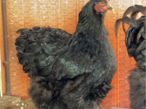 Găină Cochinchina negru