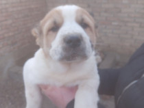 Ciobănesc Central Asian &ndash; Pui