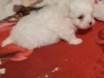 Bichon maltez toy