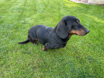 Teckel mascul 4 ani de vanzare