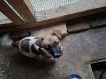 V&icirc;nd 2 căței Gek Rusell Terier