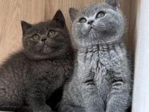 British shorthair motanei și pisicuțe