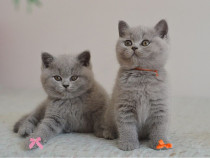 British shorthair pui
