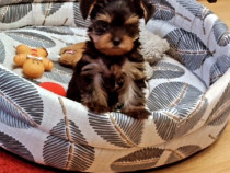 Pui yorkshire mini toy