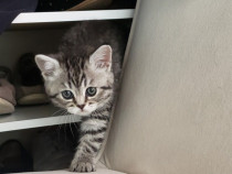 British Shorthair silver