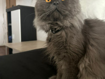 Scottish fold pisica british