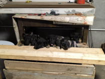 Pui ciobănesc german