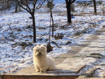Pui bichon femelă