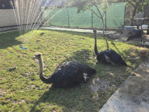 Struți africani baiat si fata