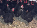 Găini negre ouatoare