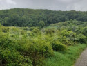 Teren extravilan, 10000 mp, zona Valea Rusului