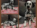 Pui din rasa dalmatian cu pete negre si maro