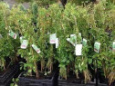 Vita de Canada (Parthenocissus quinquefolia) oferta 100 buc.