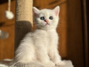 British shorthair pui