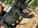 Pui Cane Corso Deosebiți