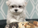 Bichon maltez mini toy