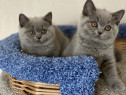 British shorthair pui superbi