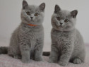 British Shorthair pui