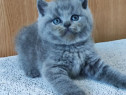 British shorthair pui superbi