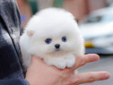 Pomeranian puppy teeacup mini