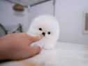 Pomeranian puppy boo