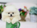 Pomeranian Ursuleț Mini Boo modelul teeacup