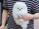 Pomeranian Puppyas mini boo