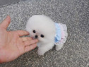 Pomeranian Puppyas mini boo