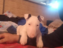 Bull Terrier fetite