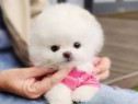 Pomeranian mini toy talie foarte micuța