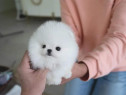 Pomeranian cel mai frumos cadou boo