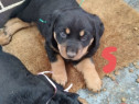 Căței Rottweiler de 12 săptămâni pentru adopție